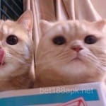 Avatar de Camila Reyes